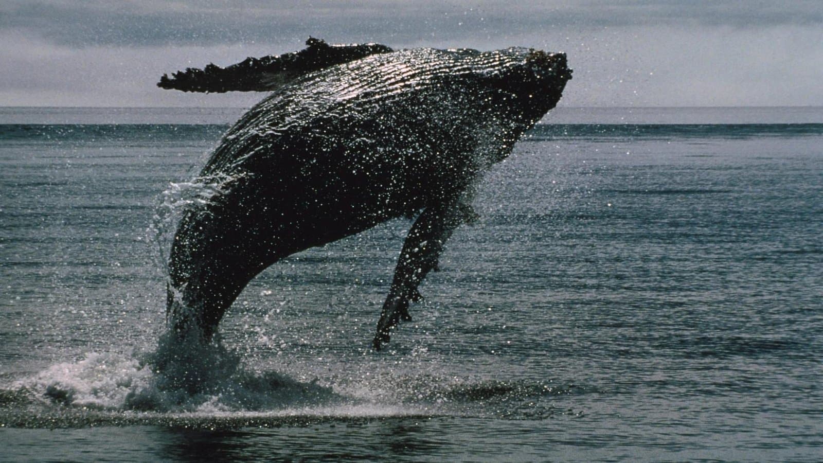 XRP whales silently stack coins as ether holders drown in losses
